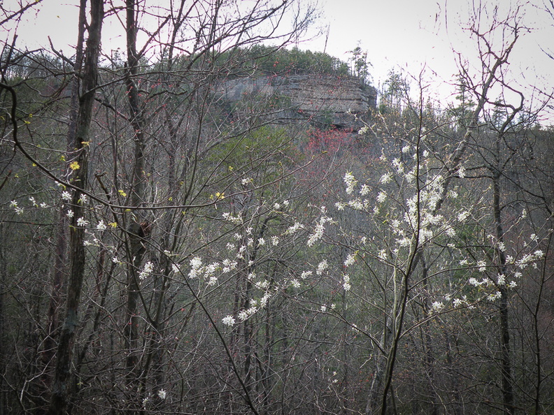 Downy Serviceberry